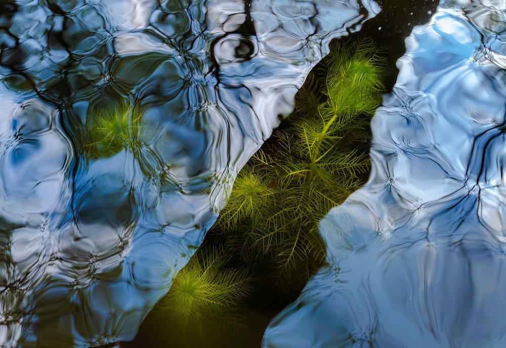 Una planta acuática conocida como violeta de agua sobre agua en movimiento ganó en la categoría de paisaje. Capturada por Csaba Daróczi en Hungría. (cupoty.com)