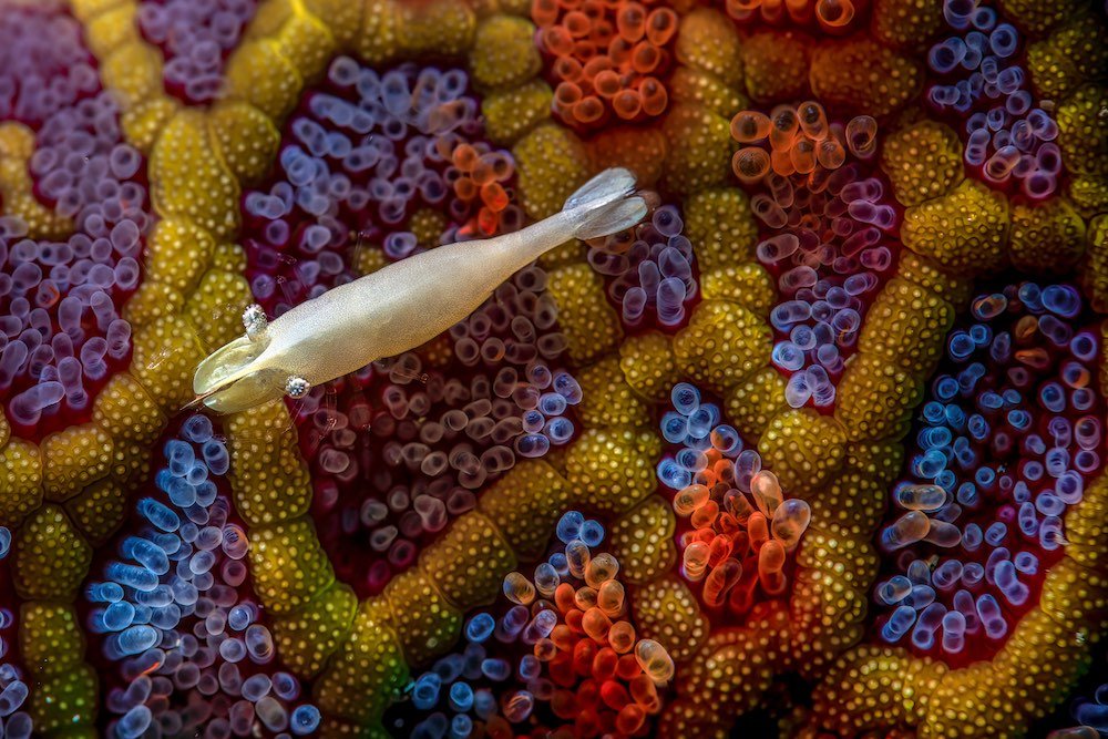Una fotografía de Simon Theuma muestra un camarón flotando sobre un mosaico de colores en Australia. (cupoty.com)