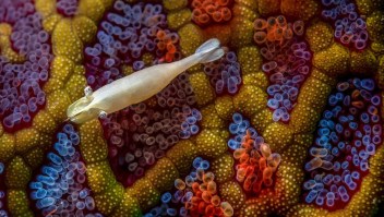 Una fotografía de Simon Theuma muestra un camarón flotando sobre un mosaico de colores en Australia. (cupoty.com)