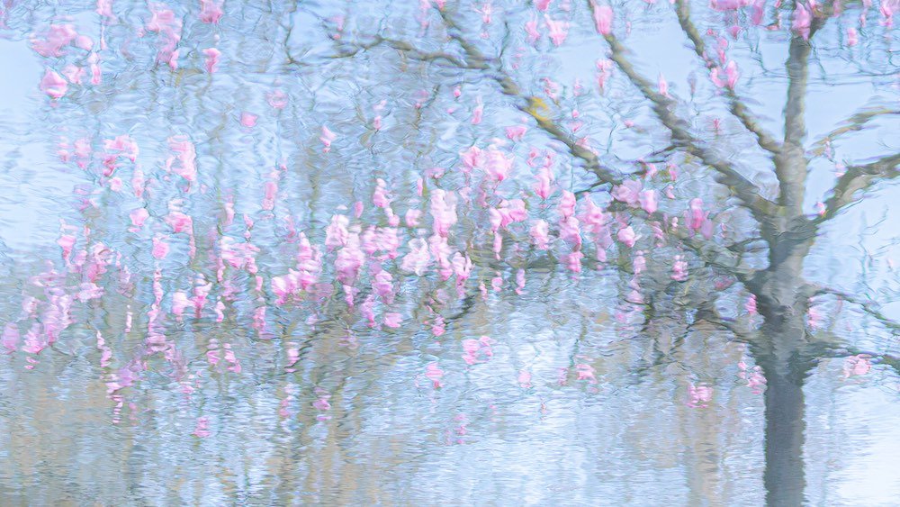 En la categoría de plantas, la ganadora es esta fotografía que recuerda a una pintura de Monet del reflejo de un árbol de magnolia sobre el agua, capturada por Ria Bloemendaal. (cupoty.com)