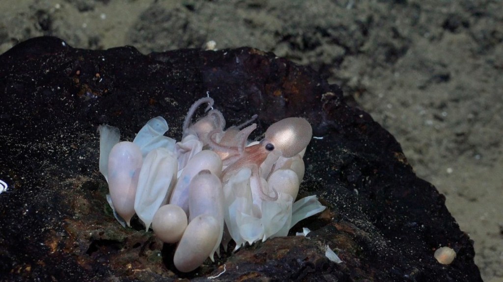 Una cría de pulpo emerge de un grupo de huevos en un criadero de pulpos, descubierto por primera vez en el monte submarino Tengosed, frente a Costa Rica. (Schmidt Ocean Institute)