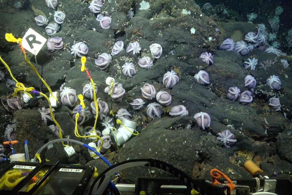 Uno de los nuevos pulpos es una nueva especie de Muusoctopus y se llamará Pulpo Dorado, por la ubicación inicial de su descubrimiento. (Schmidt Ocean Institute)