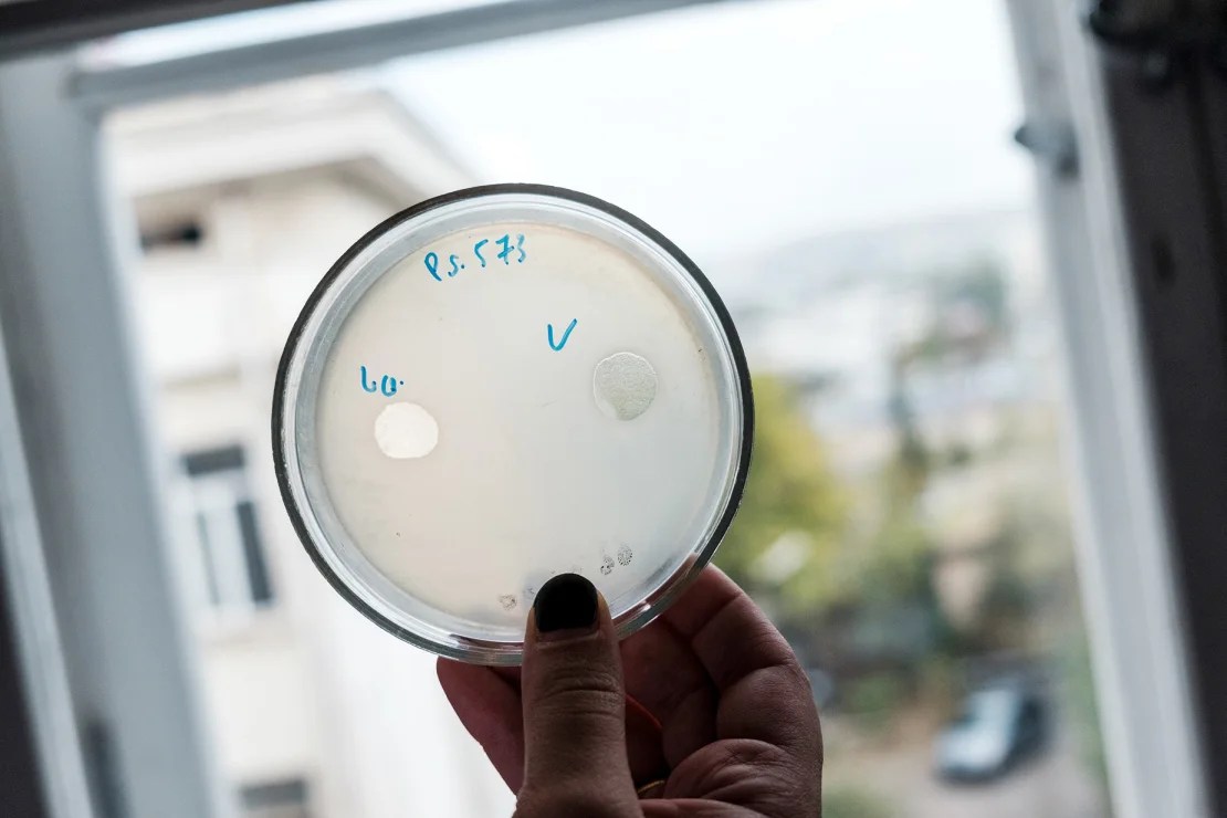 Se están examinando cultivos de fagos en el Instituto Eliava de Tbilisi, Georgia, donde los fagos se han utilizado para tratar infecciones durante décadas. (Crédito: Juliette Robert/Haytham Pictures/REA/Redux)