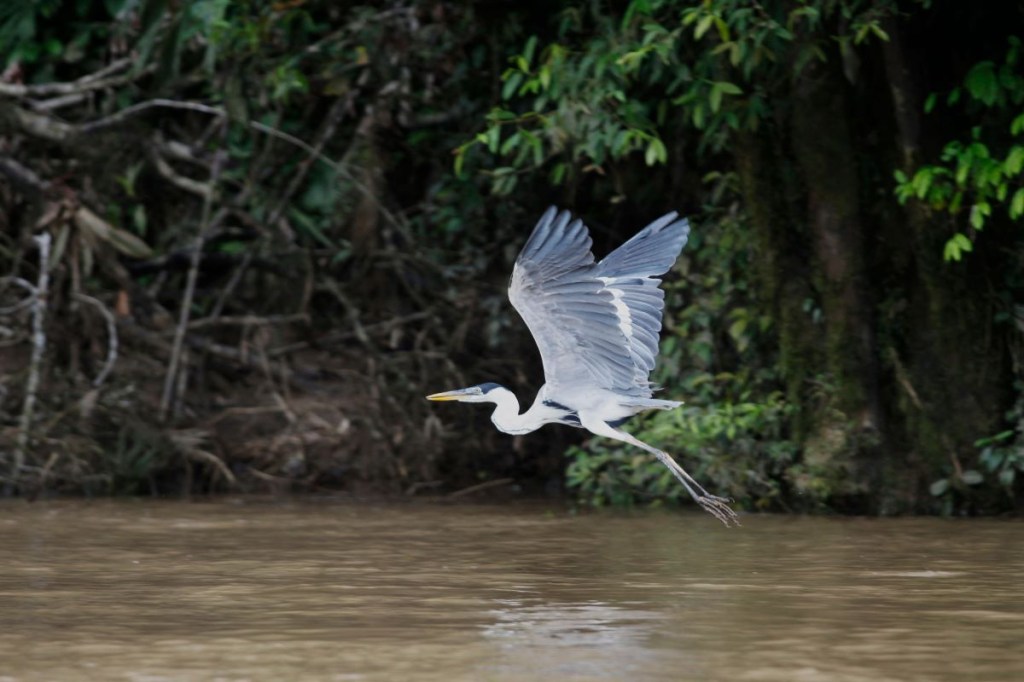 Un pájaro vuela sobre un río en la comunidad Waorani de Bameno, Ecuador, el 30 de julio de 2023. El pequeño pueblo de Bameno, a orillas del río Cononaco y hogar de unas 200 personas, se opone a las actividades extractivas para defender el Parque Nacional Yasuní. (Foto de GALO PAGUAY/AFP vía Getty Images)