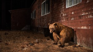 Un oso negro sale de su madriguera en el sótano de una casa abandonada en South Lake Tahoe, California. (Crédito: Corey Arnold)