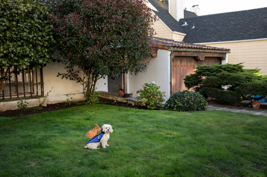Misto lleva un atuendo con pinchos para disuadir a los coyotes a la puerta de su casa en San Francisco. (Crédito: Corey Arnold)