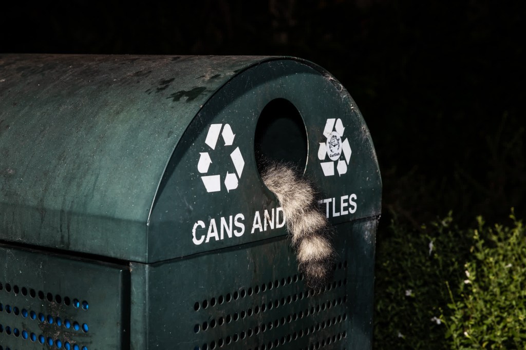 A raccoon forages for food in a recycling bin in San Francisco.  (Source: Corey Arnold)