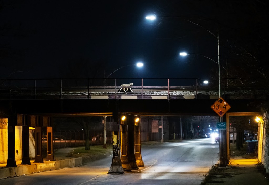 Un coyote cruza el puente de un tren de mercancías en Chicago para evitar el tráfico. "Tras encontrar un coyote en las vías, corrimos y preparamos la toma", explica Arnold. "En un golpe de suerte, el coyote corría por mi lado de las vías". (Crédito: Corey Arnold)