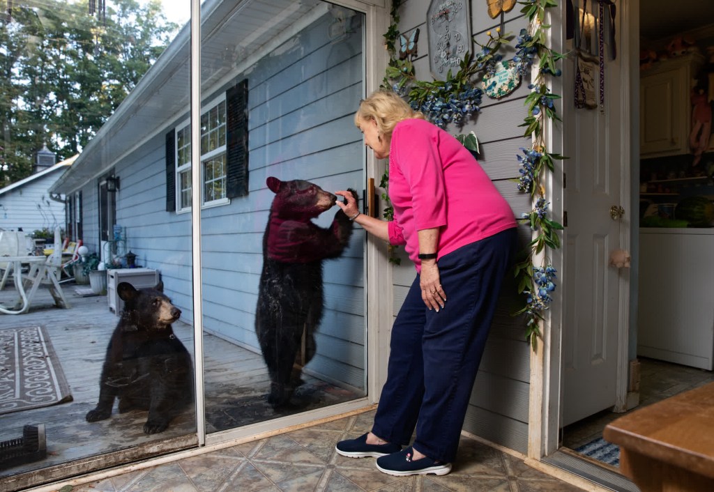 Janice Husebo interactúa con osos negros a través de una puerta corredera de cristal en su casa de Asheville. (Crédito: Corey Arnold)