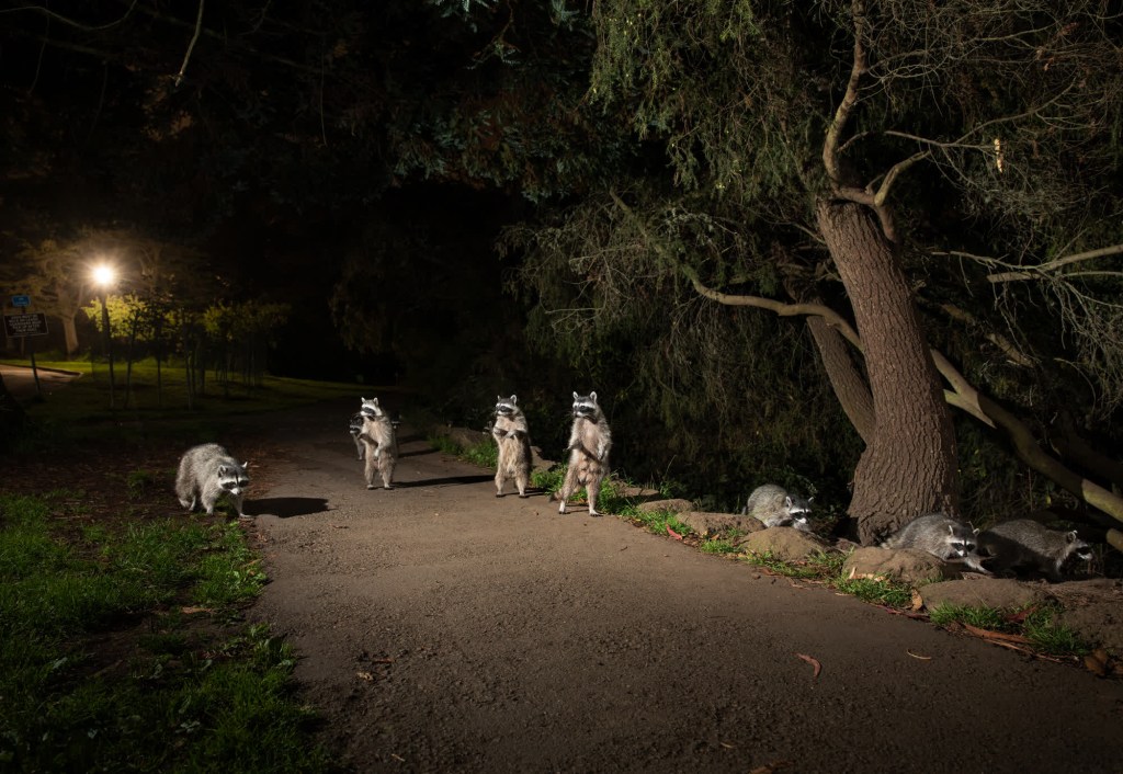 Un grupo de mapaches fotografiado cuando se acerca un coche en el parque Golden Gate de San Francisco. (Crédito: Corey Arnold)