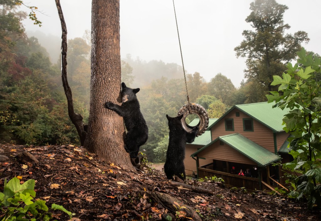 Cachorros de oso negro juegan en un columpio de cuerda en el patio trasero de una casa de Asheville, Carolina del Norte. "Coloqué una cámara trampa para captar a los numerosos osos urbanos que frecuentan esta propiedad", explica el fotógrafo Corey Arnold. (Crédito: Corey Arnold)