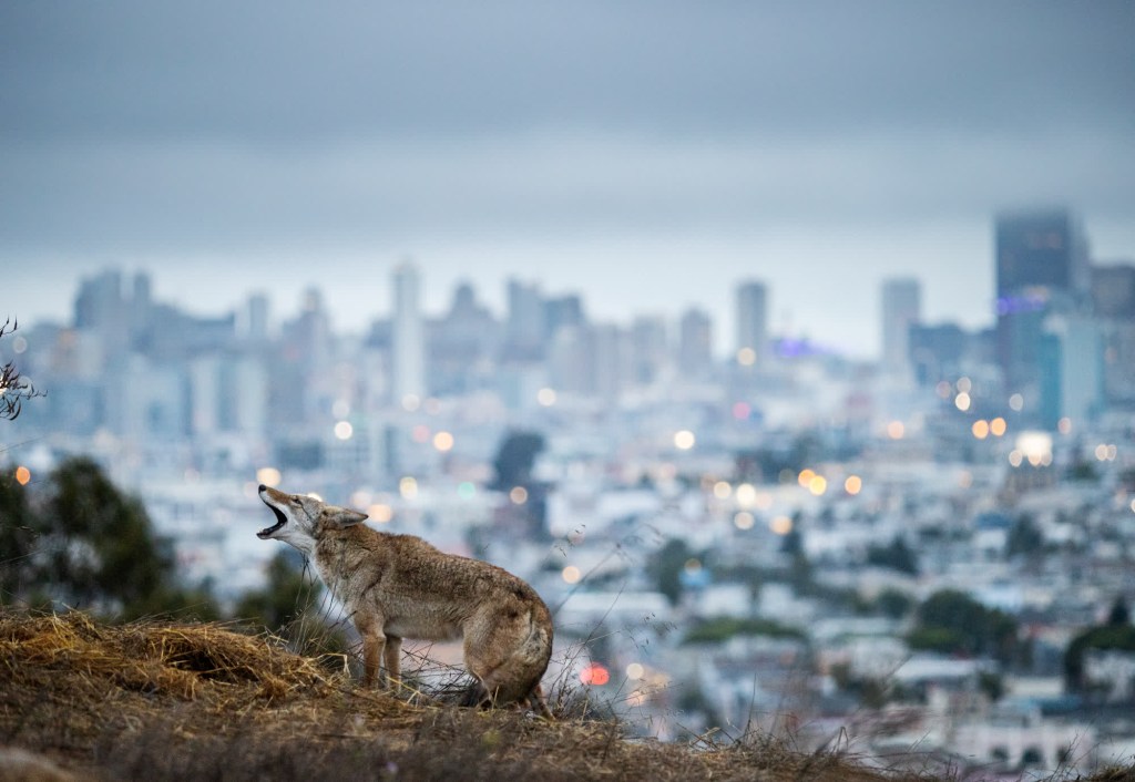 Un coyote ladra agresivamente a un perro que pasea a lo lejos en un parque para perros sin correa en San Francisco. (Crédito: Corey Arnold)