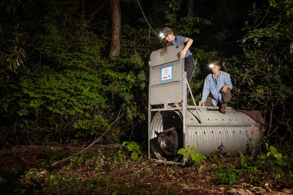 Asheville scientists trapped black bears in barrel traps as part of a study to understand how bears and humans can safely coexist in urban environments.  (Source: Corey Arnold)