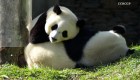 Un panda cautiva a turistas en China con sus acrobacias