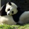 Un panda cautiva a turistas en China con sus acrobacias