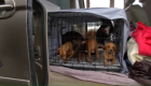 Familia da en adopción a sus 12 perros tras las fuertes lluvias