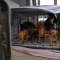 Familia da en adopción a sus 12 perros tras las fuertes lluvias