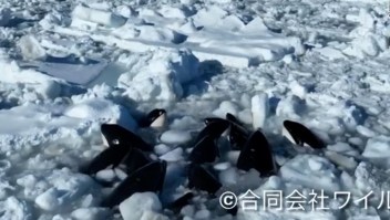 Orcas luchan por salir del hielo