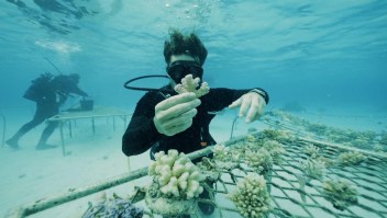 Jardineros submarinos buscan plantar un millón de corales