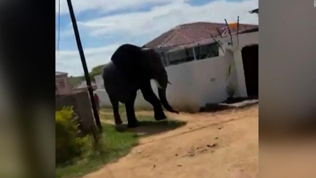 Sacrifican a elefante que se escapó de un parque nacional en Sudáfrica