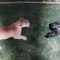 Un perro sobrevive al ataque de un puma: " Es un milagro"
