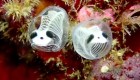 Conoce a la ascidia panda, el pez que sorprende en Japón