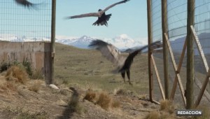 Mira cómo liberan a un grupo de cóndores andinos en la Patagonia chilena