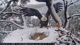 Águila calva incuba sus huevos por más de 60 horas