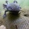 Mito y realidad del ajolote, el "monstruo de agua" en peligro de extinción