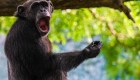 ¿Qué tienen en común los chimpancés, los monos y los niños?