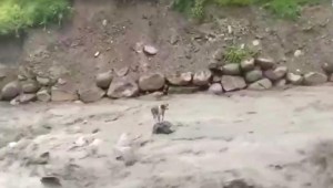 Dramático rescate de un perro atrapado por la corriente de un río
