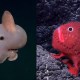 100 nuevas especies encontradas en las profundidades del mar de Chile