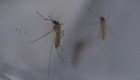 Suben los casos de dengue en Argentina: ya suman más de 57.000