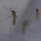Suben los casos de dengue en Argentina: ya suman más de 57.000