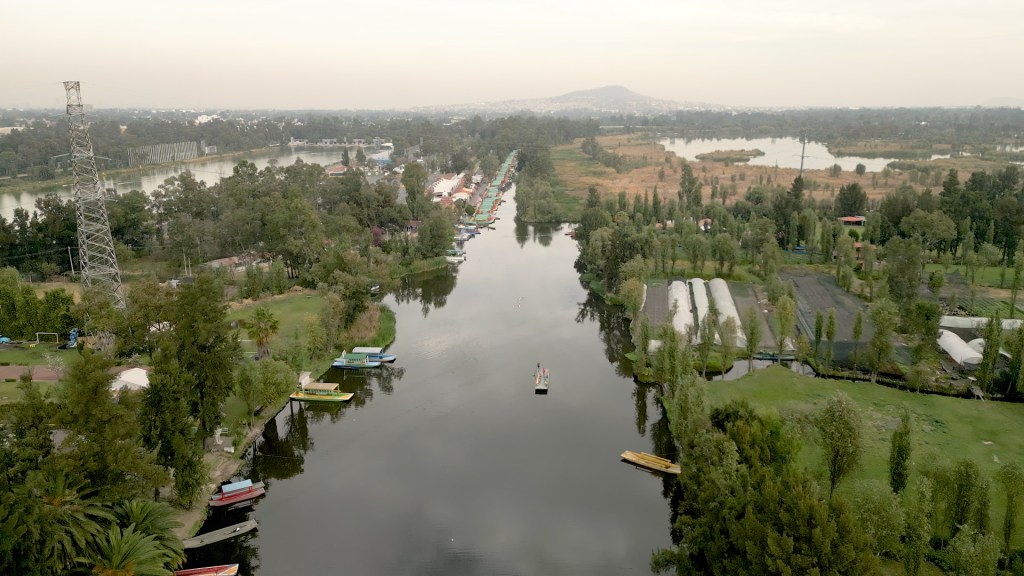 Los canales de Xochimilco, hábitat de los ajolotes.
