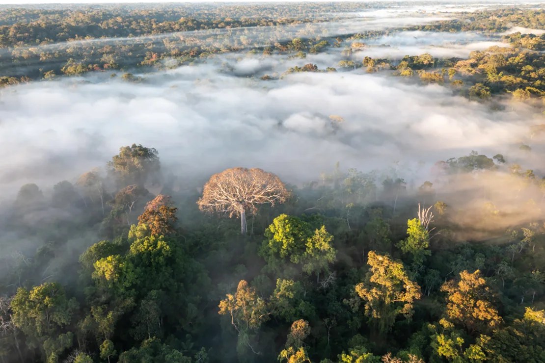 The Amazon River and Amazon Rainforest in Yuruá, Ucayali, Peru in June 2021.  (Credit: Andre Dibb)