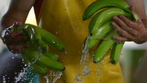 Un empleado de la finca bananera El Porvenir prepara la fruta para el consumo doméstico en Puerto Inca, Ecuador, el 31 de marzo de 2022. (MARCOS PIN/AFP via Getty Images)