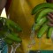 Un empleado de la finca bananera El Porvenir prepara la fruta para el consumo doméstico en Puerto Inca, Ecuador, el 31 de marzo de 2022. (MARCOS PIN/AFP via Getty Images)