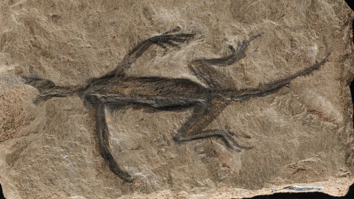 Researchers say the famous fossil is actually just paint, rocks and some bones
