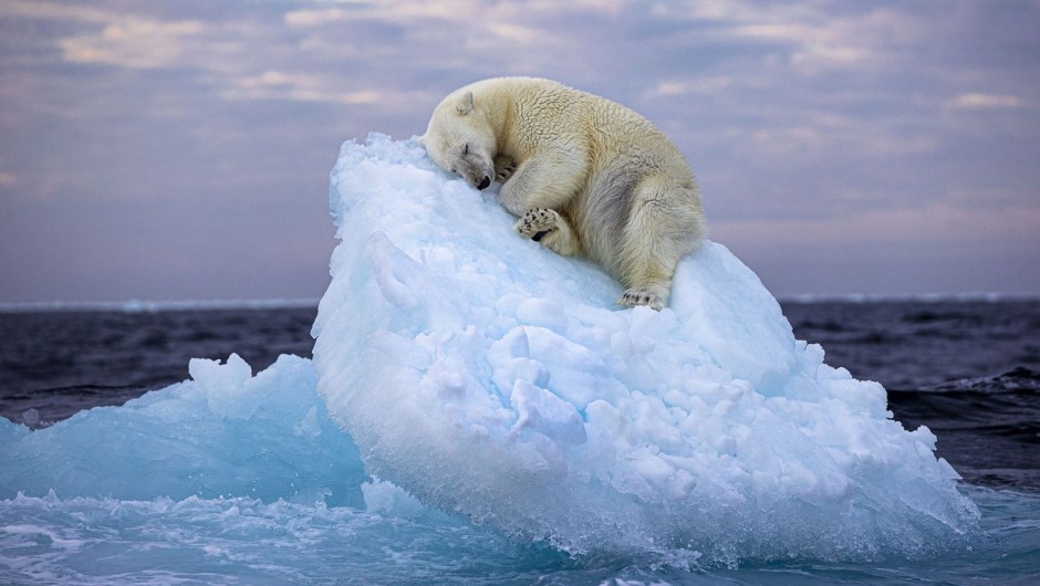 "Cama de hielo" es la fotografía ganadora del People's Choice Award al Fotógrafo de Vida Silvestre del Año. (Nima Sarikhani)