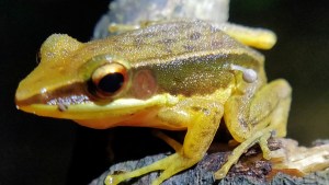 Se observó una rana con un pequeño hongo brotando de su flanco en un estanque al borde de una carretera en Karnataka, India, en un descubrimiento único en su tipo. (Crédito: Lohit Y T)