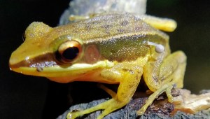 Se observó una rana con un pequeño hongo brotando de su flanco en un estanque al borde de una carretera en Karnataka, India, en un descubrimiento único en su tipo. (Crédito: Lohit Y T)