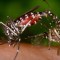 Argentina enfrenta un nivel récord de casos de dengue