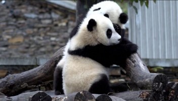 Despiden a la primera panda nacida en Corea del Sur antes de viajar a China