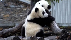 Presentan un bebé panda en el zoológico de Moscú