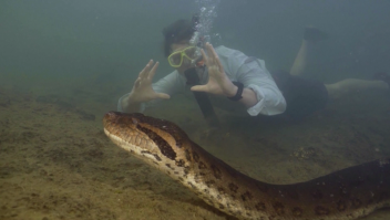 Descubren la serpiente más grande del mundo en la selva del Amazonas
