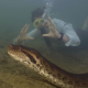 Descubren la serpiente más grande del mundo en la selva del Amazonas
