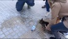 Incendio en Valencia rescatan vivo milagrosamente a un gato una semana después