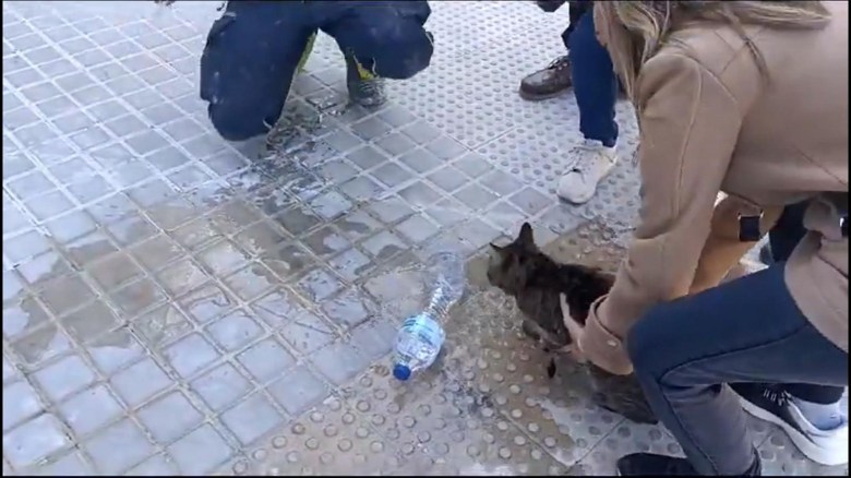 Incendio en Valencia rescatan vivo milagrosamente a un gato una semana después