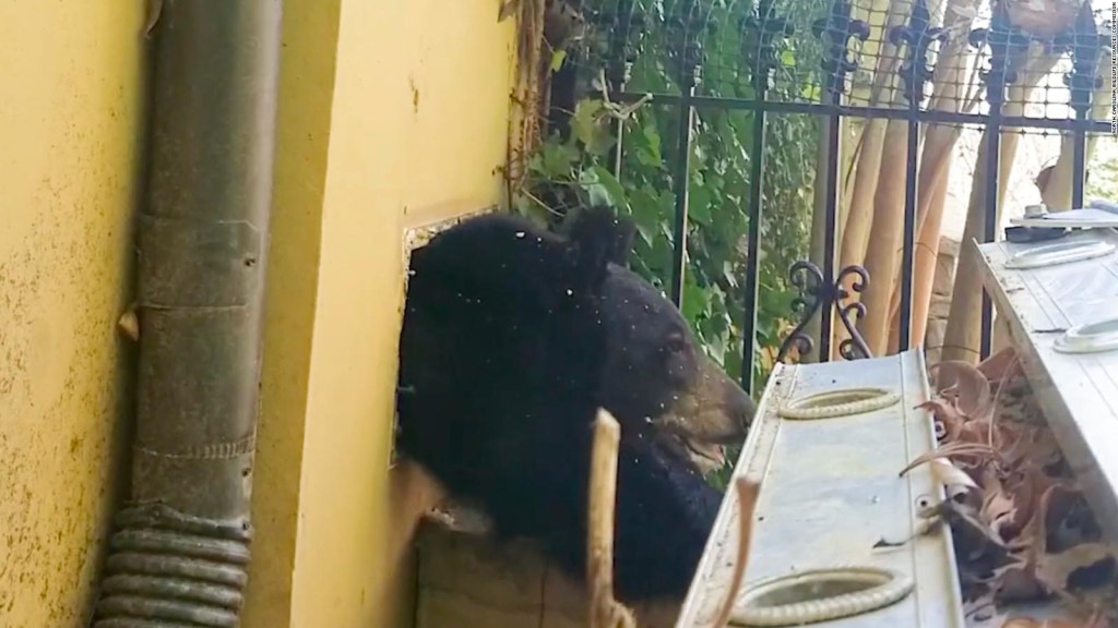 Un oso ocupó una casa para hibernar y así logró salir